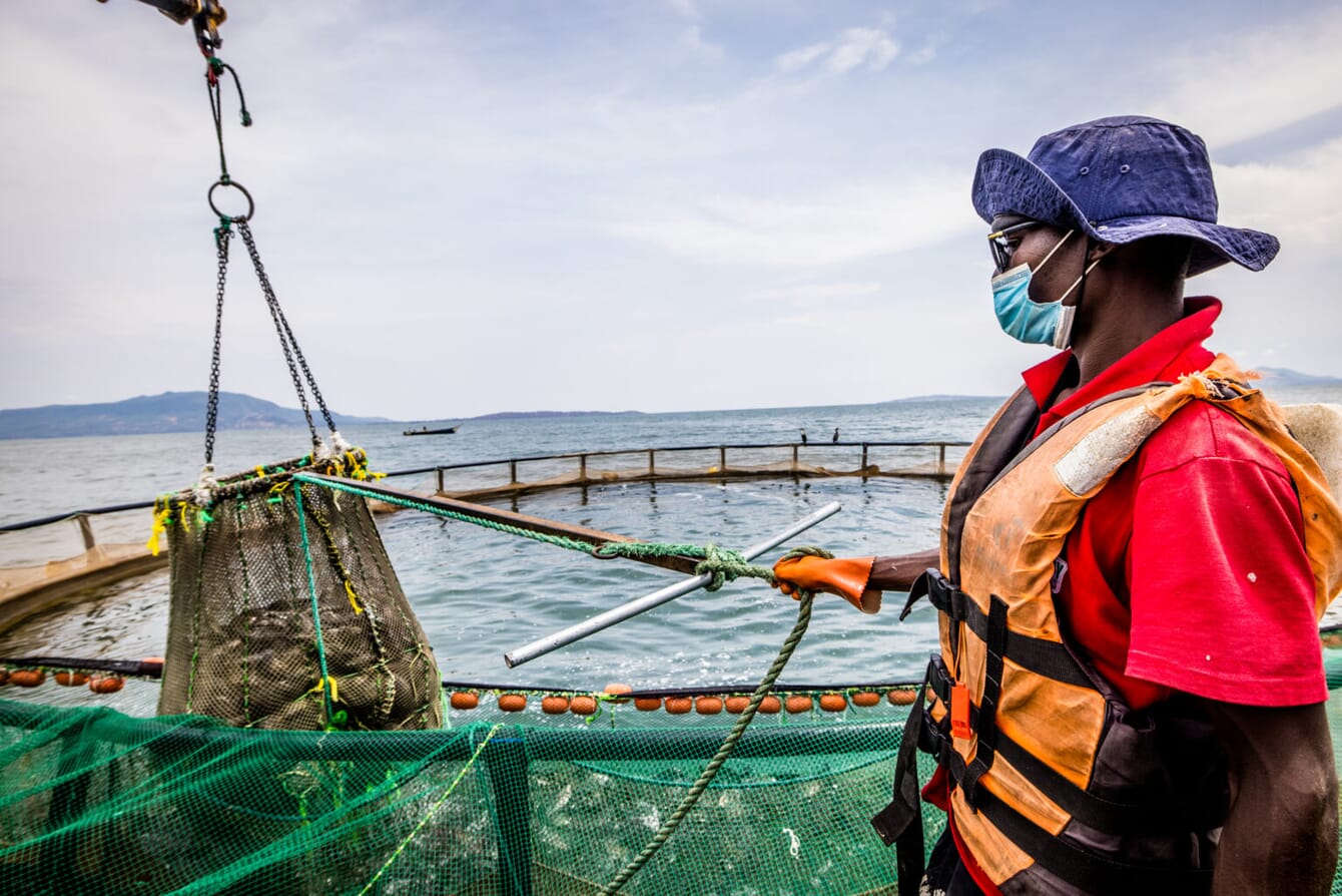 person harvesting tilapia from a fish cage