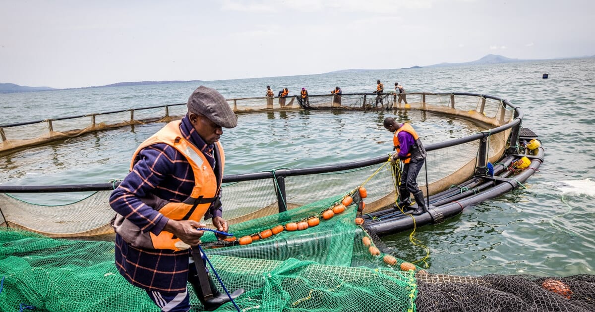 First tilapia farm in Africa joins ASC Improver Programme