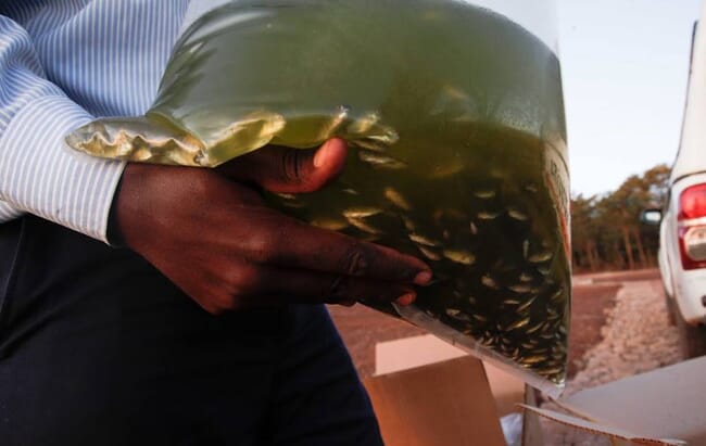 Persona sosteniendo una bolsa transparente llena de alevines de tilapia