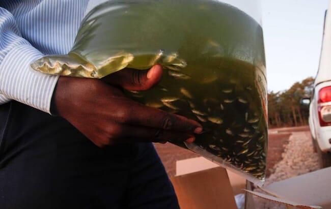 Person holding clear bag full of tilapia fingerlings