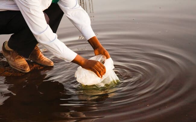 Man placing tilapia fingerlings in a dam of water