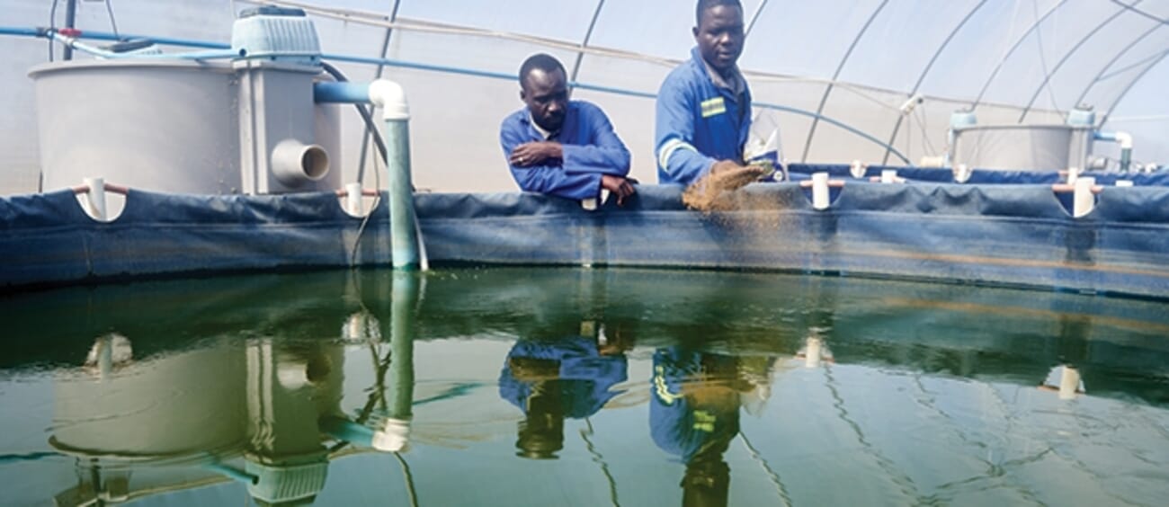 Zimbabwe agrees to a 10year roadmap for tilapia farming The Fish Site