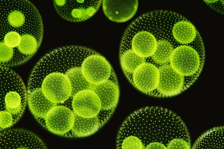 Microalgae are increasingly widely used in aquafeeds