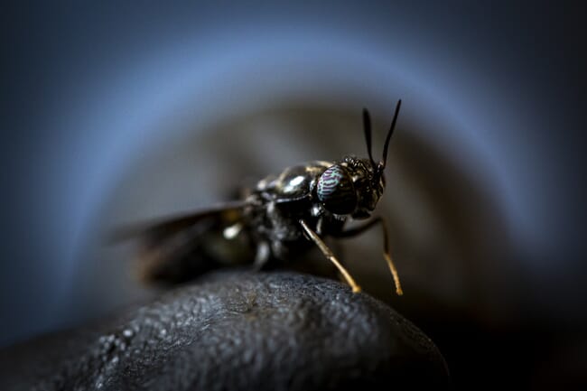 A black fly.