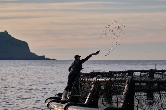 Feeding time at Akaroa King Salmon farm.