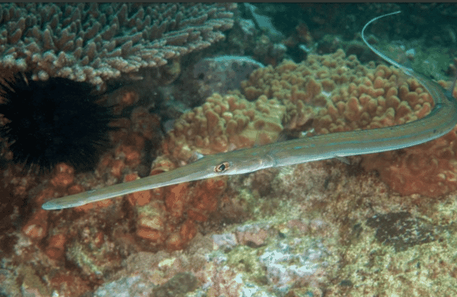 Bluespotted cornetfish.