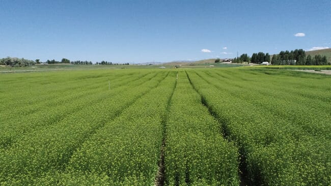 a field of Camelina plants.