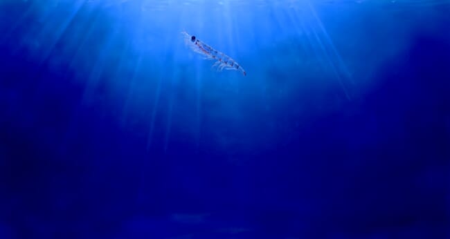 Un krill en el mar.