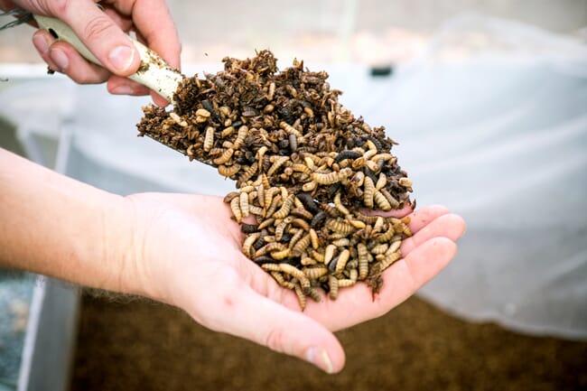 person holding a shovel full of insect larvae