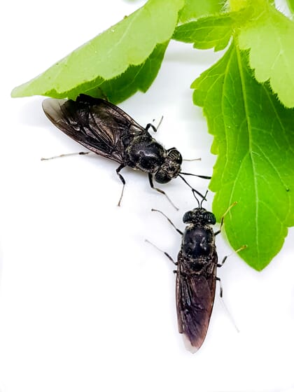 black soldier flies