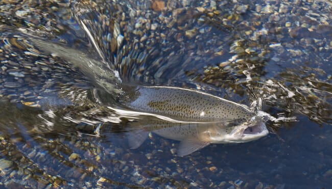 a trout feeding