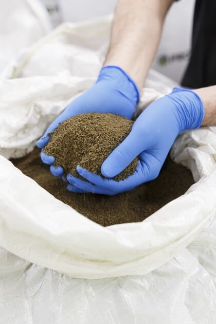 person holding insect meal