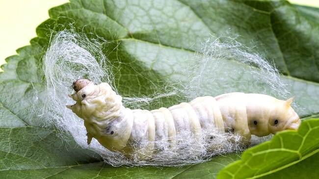 A silkworm.