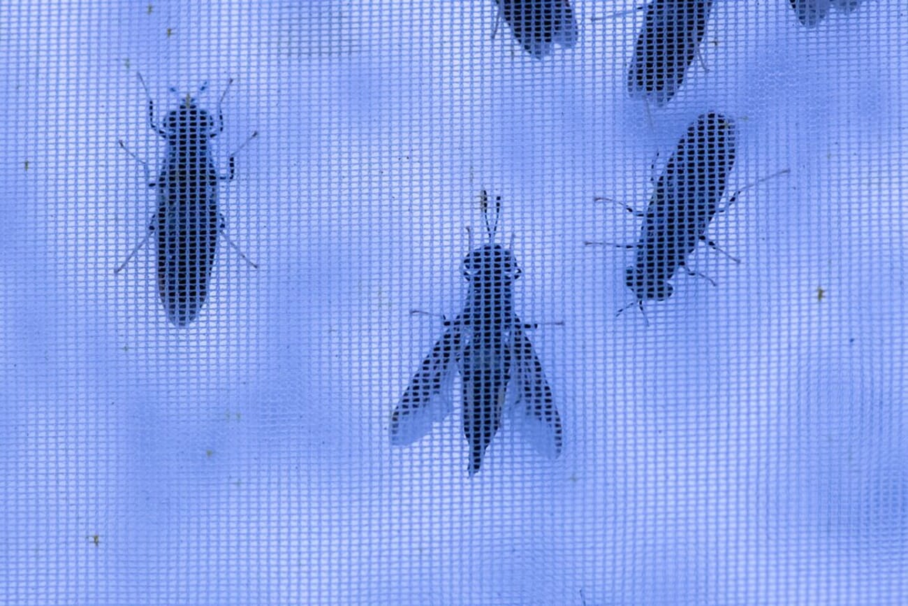 Insect tech startup lands $5 million in funding | The Fish Site