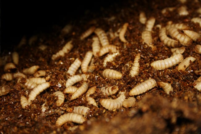 Close up de larvas de insetos