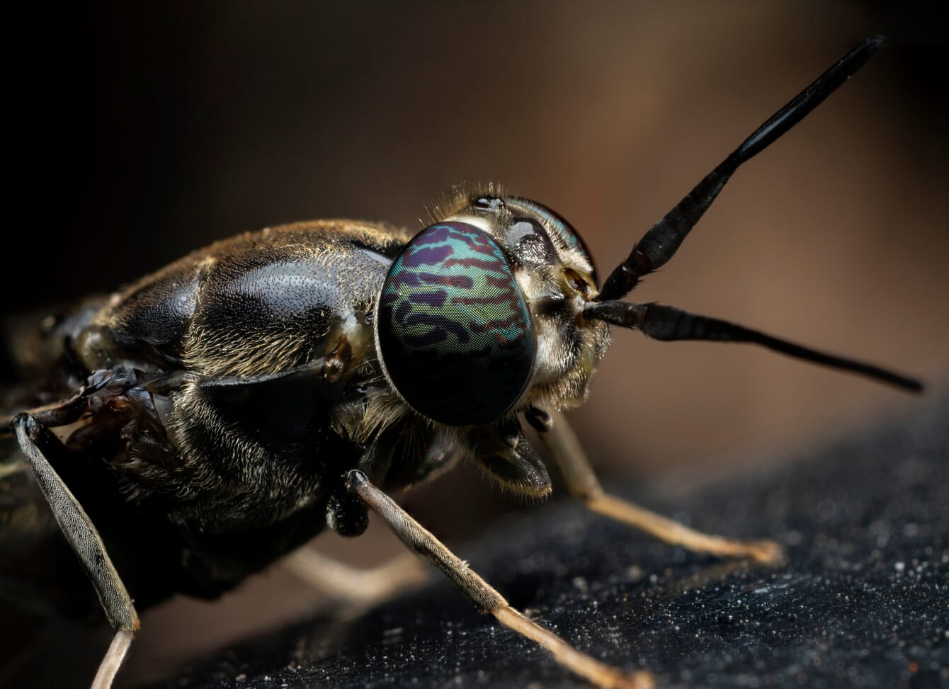 primer plano de una mosca