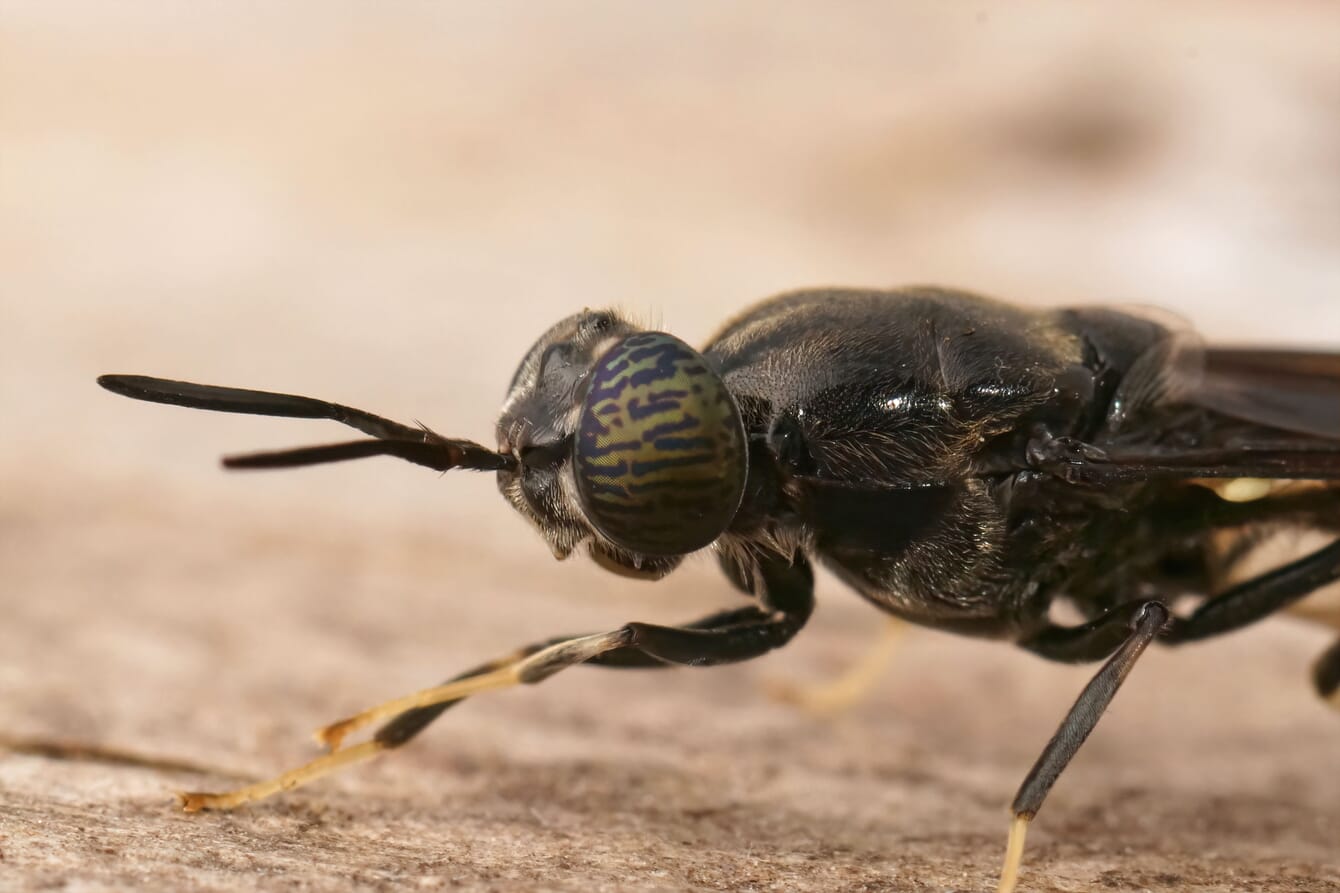 A closeup of a black soldier fly.