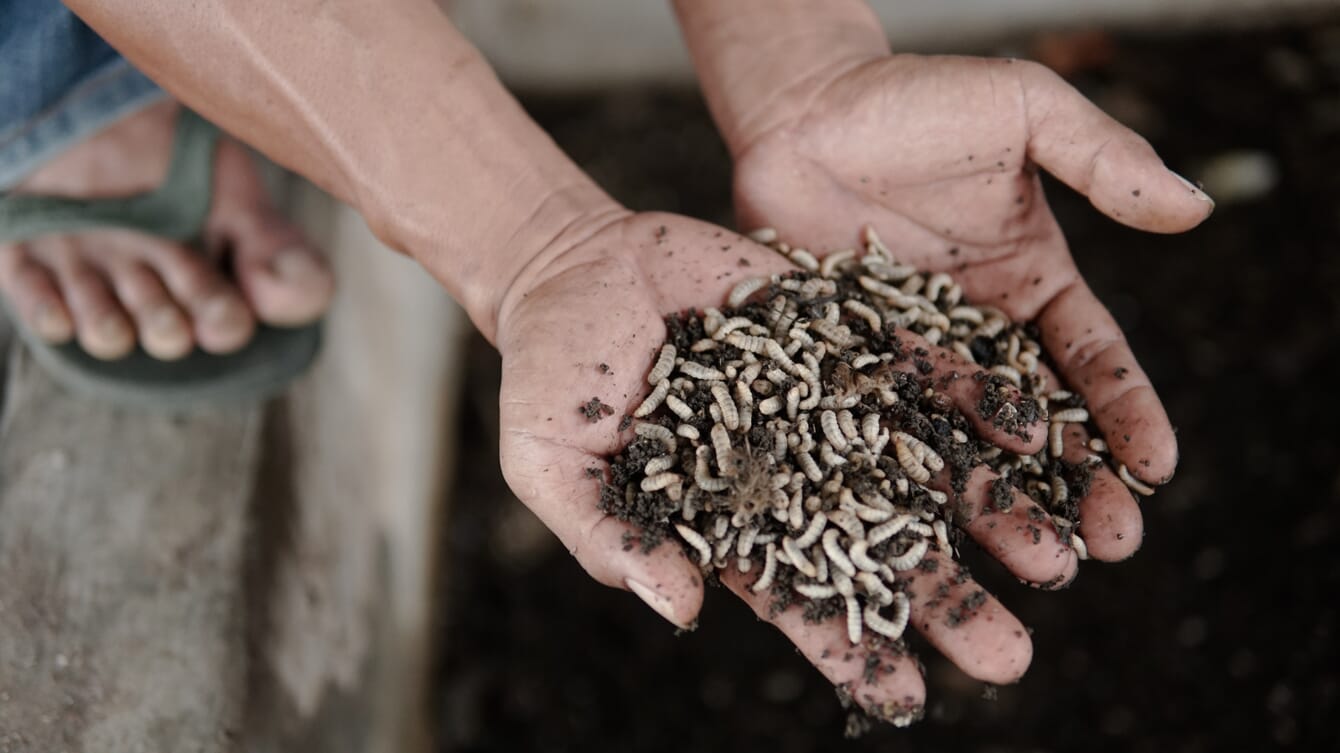 Hand holding black soldier fly larvae