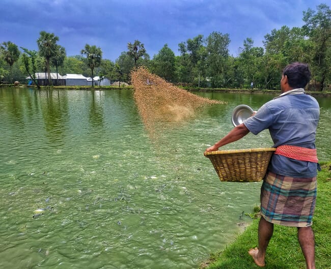 feeding carp ponds