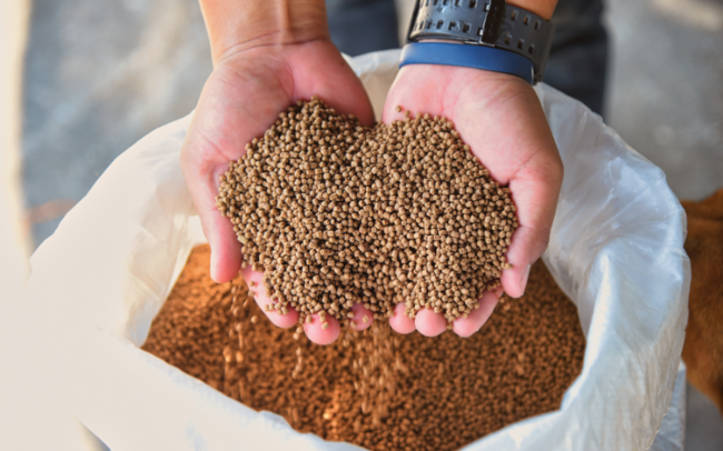 A handful of aquafeed pellets.