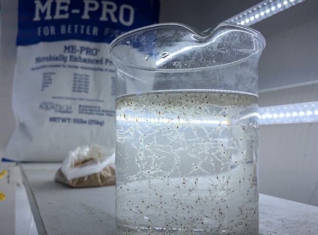 Clear container full of shrimp larvae