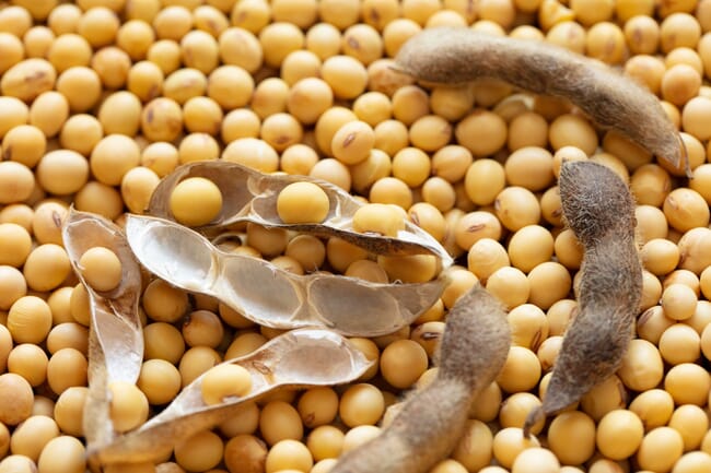 Close-up of soybeans and hulls
