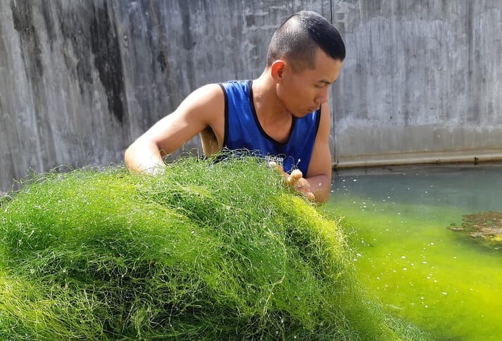 Spaghetti algae can be grown in wastewater from fish and shrimp farms - its inclusion in aquafeeds could improve the sustainability of the sector and help to reduce feed costs