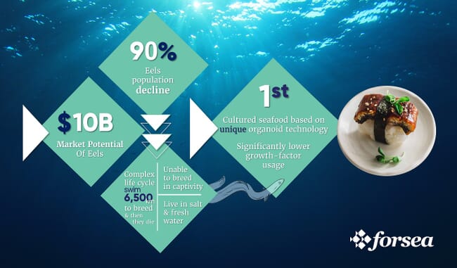 infographic on the eel market