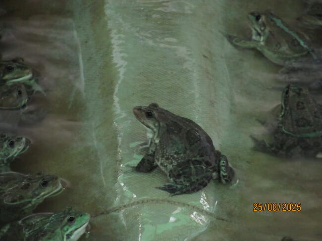 Inside a frog farm in France.