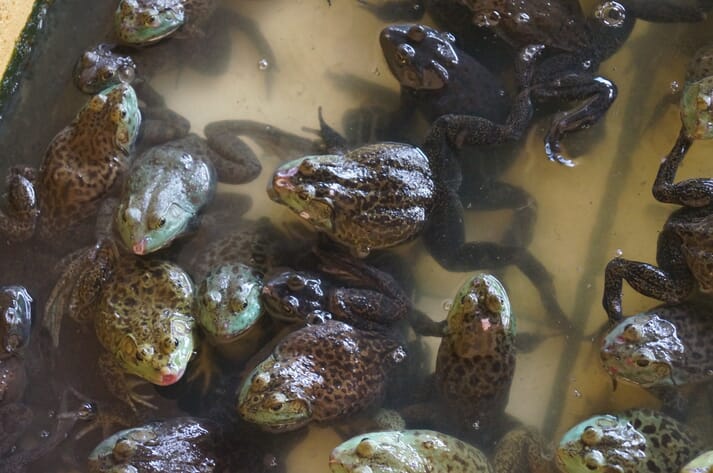 frogs partially submerged in water