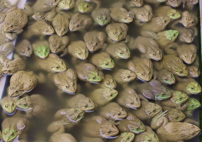 Amphibious aquaculture: why frog farming is set for success