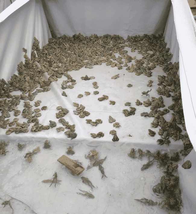 A frog farm in France.