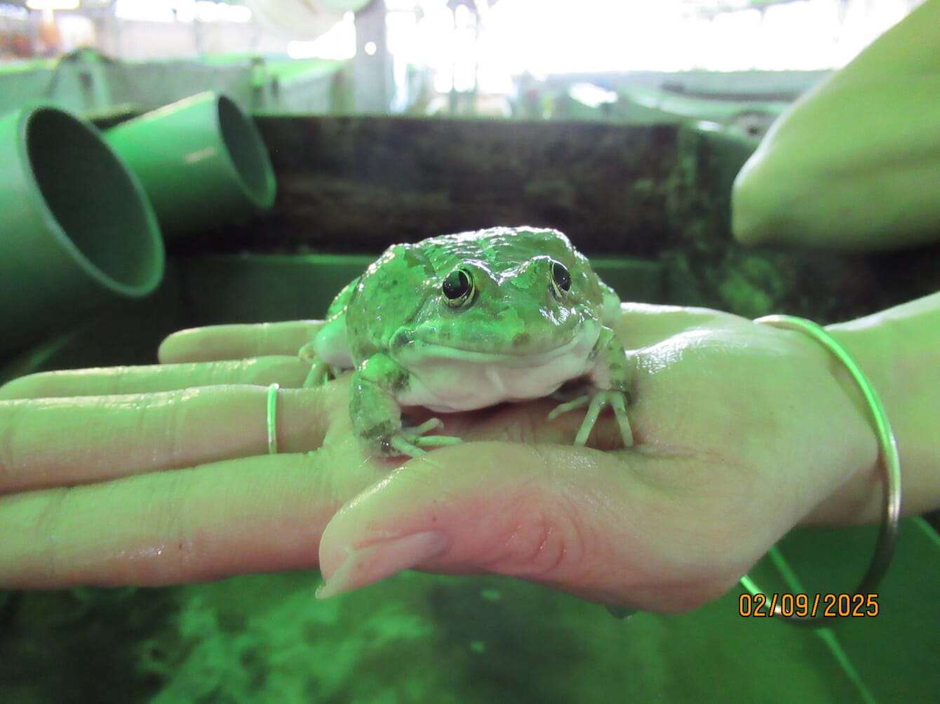 A closeup of a marsh frog in the wild.