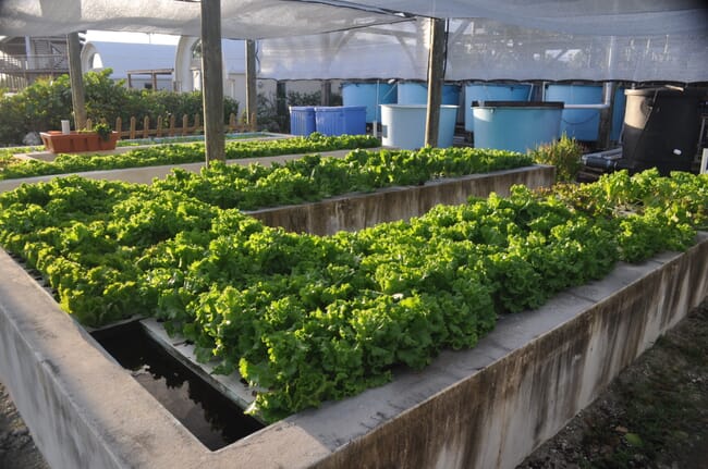 lettuce growing in an aquaponics system
