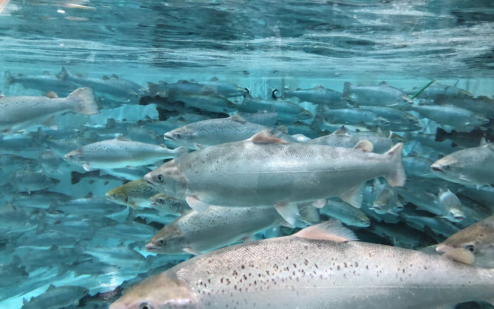 Cold water | All aquatic species predominantly farmed in cooler ...