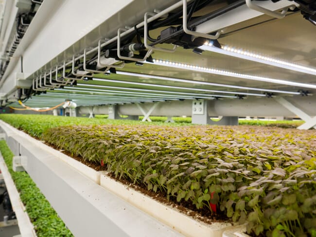 microgreens growing in an aquaponics system