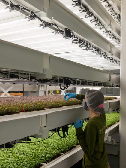 Person weeding microgreens