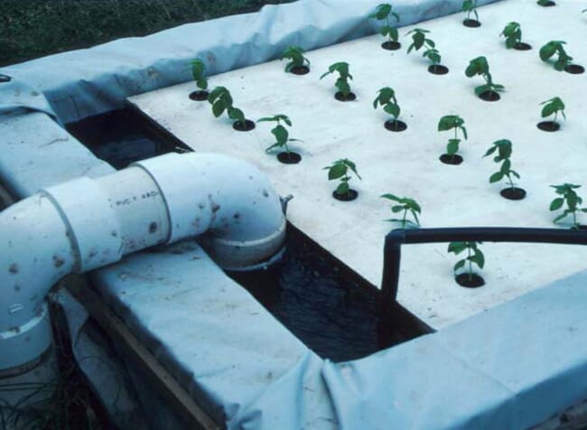 aquaponics set-up with fish and basil