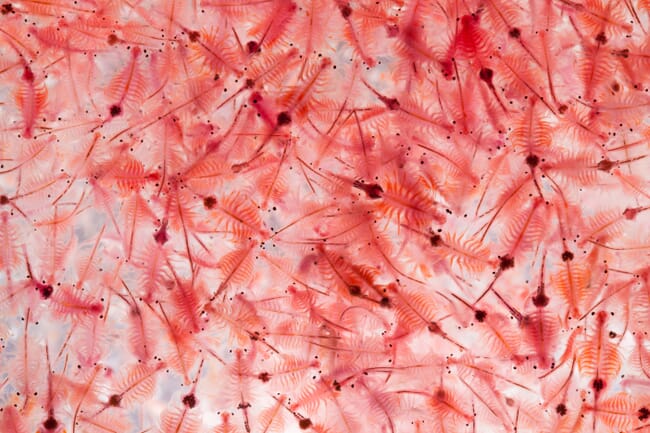 close up of brine shrimp