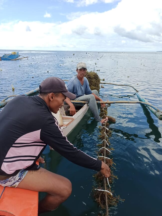 Two seaweed farmers observing their seaweed farm from their boat.