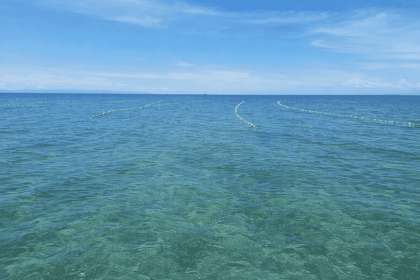 A seaweed farm in the Philippines on a sunny day.