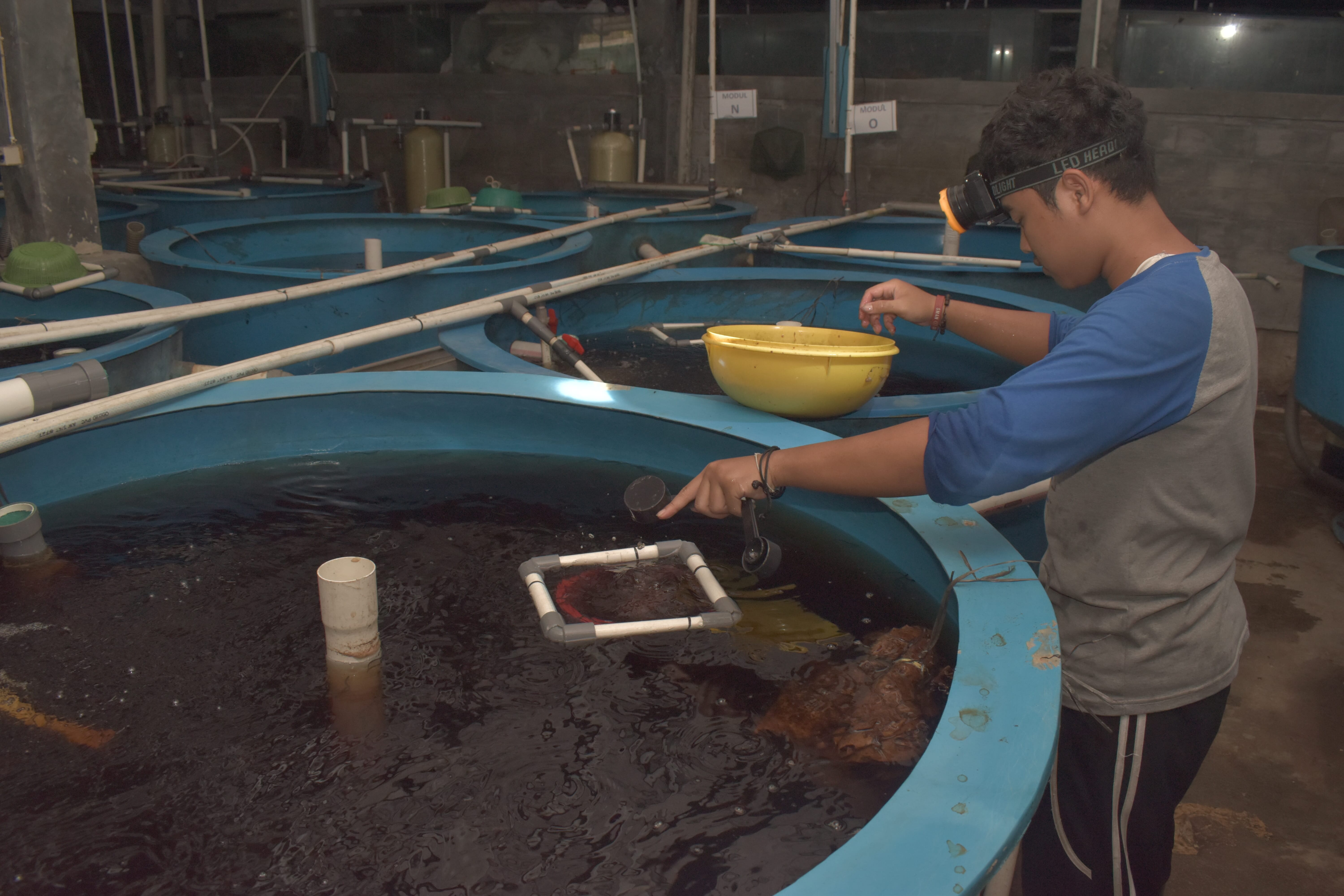 Could Indonesia’s Fledgling Eel Farming Sector Be On The Cusp Of A ...