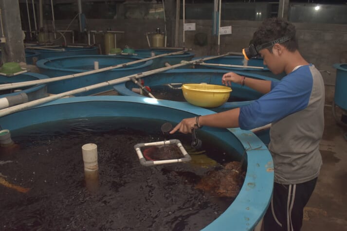 Feeding eels in the RAS system in which the juvenile eels are produced in a two-phase process, before being transferred to grow-out tanks