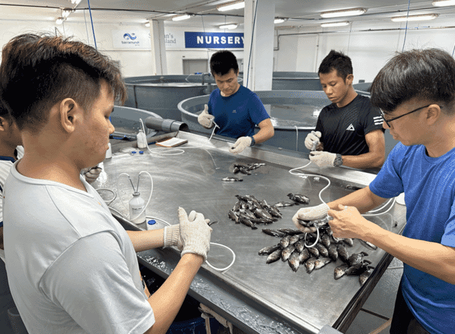 Un grupo de personas vacunando peces.