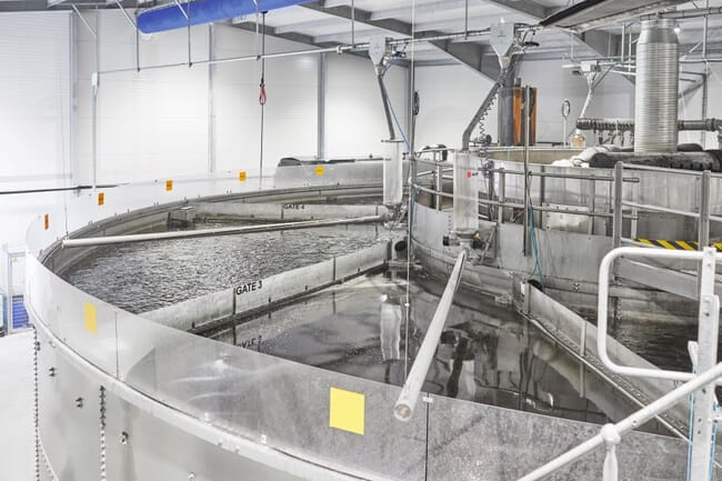 a high-tech indoor fish farm