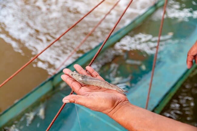 person holding a whiteleg shrimp