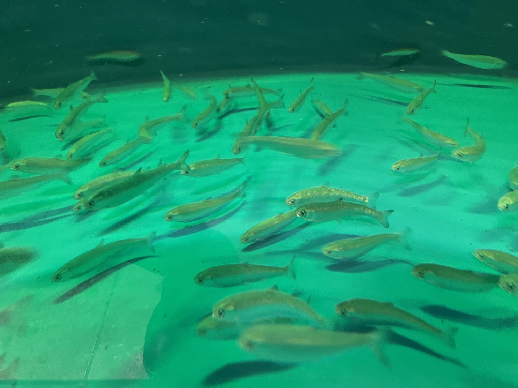 Japan chum salmon trial targets closed-cycle farming milestone