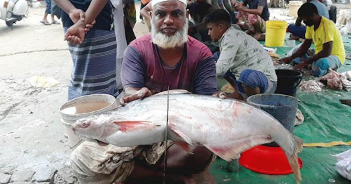 The three fish that have shaken up Bangladesh's aquaculture sector