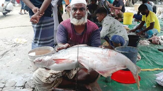 Man holding Pangasius