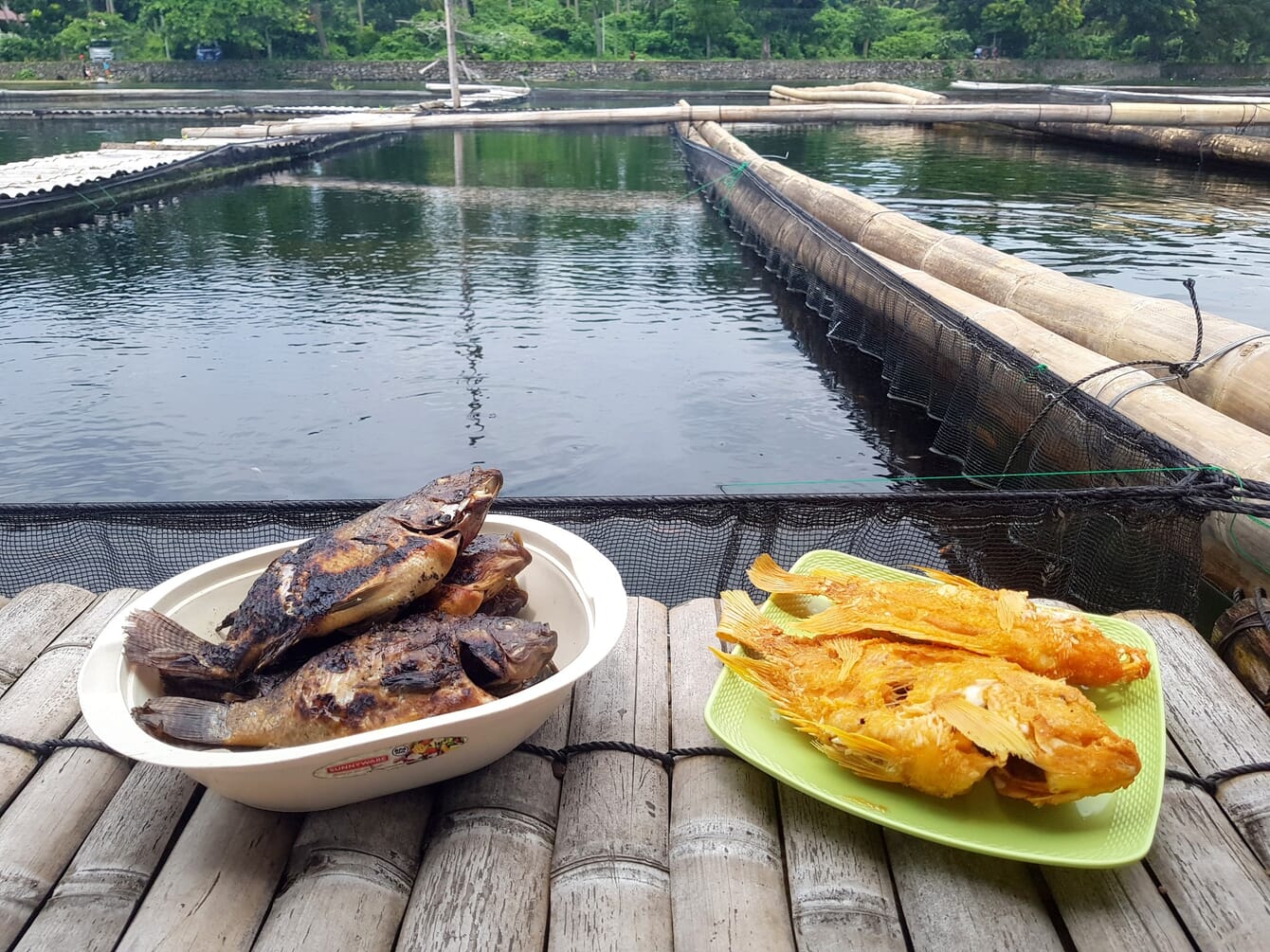 Two different types of cooked fish in bowls beside a fish farm.
